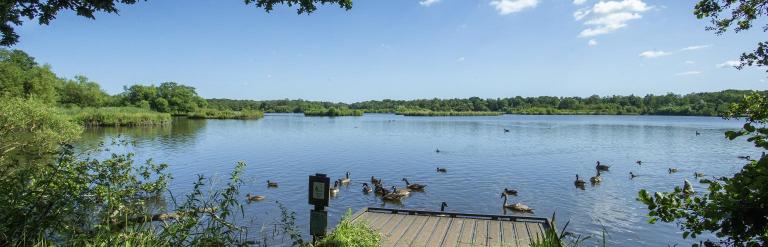View of Fleet Pond with landing stage, ducks and trees
