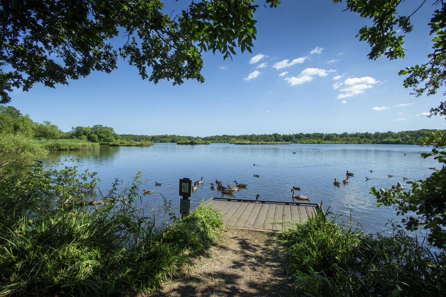 View of Fleet Pond with landing stage, ducks and trees