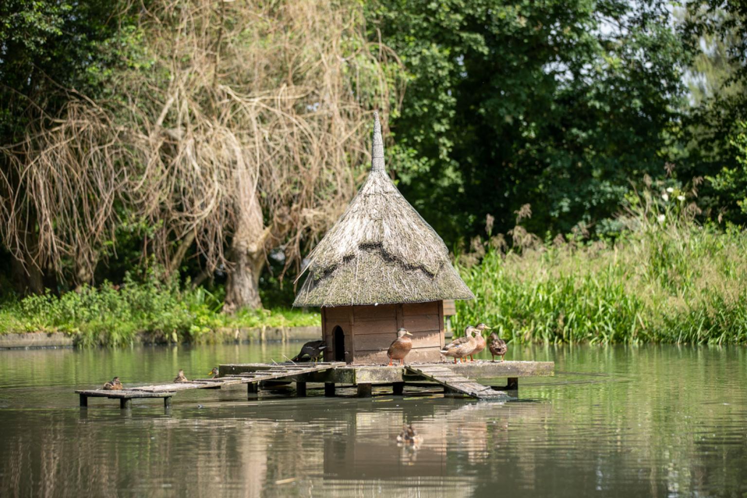 Duck house in middle of pond