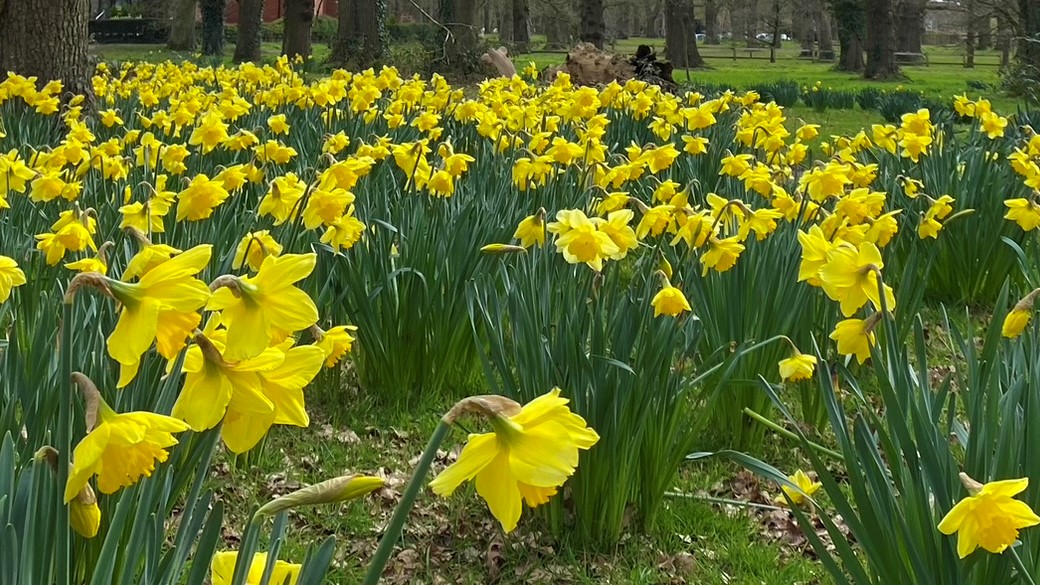 Daffodils in woodland setting