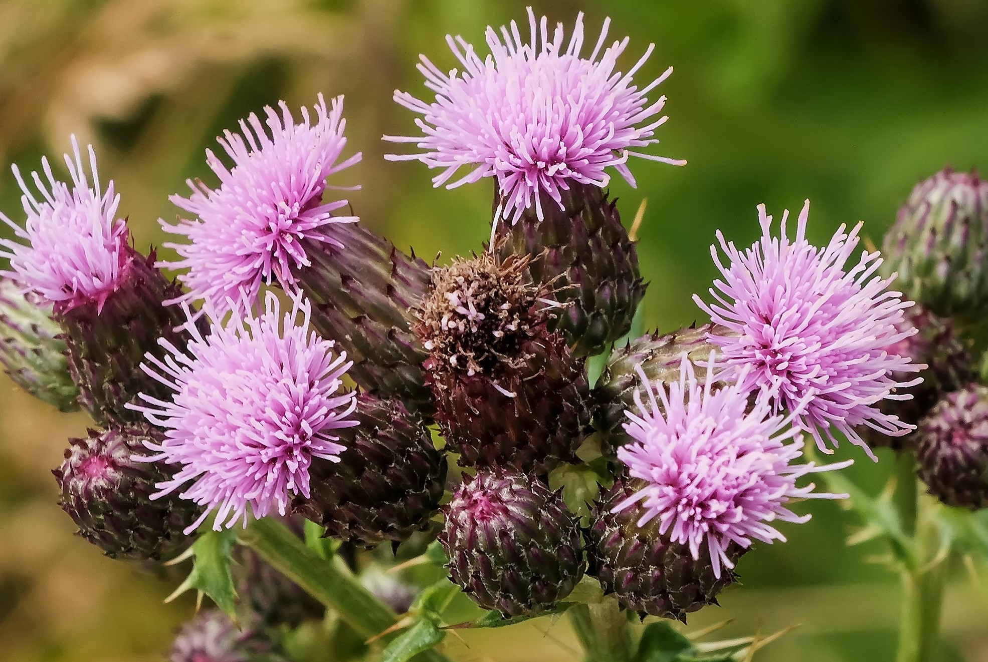 Pink thistles