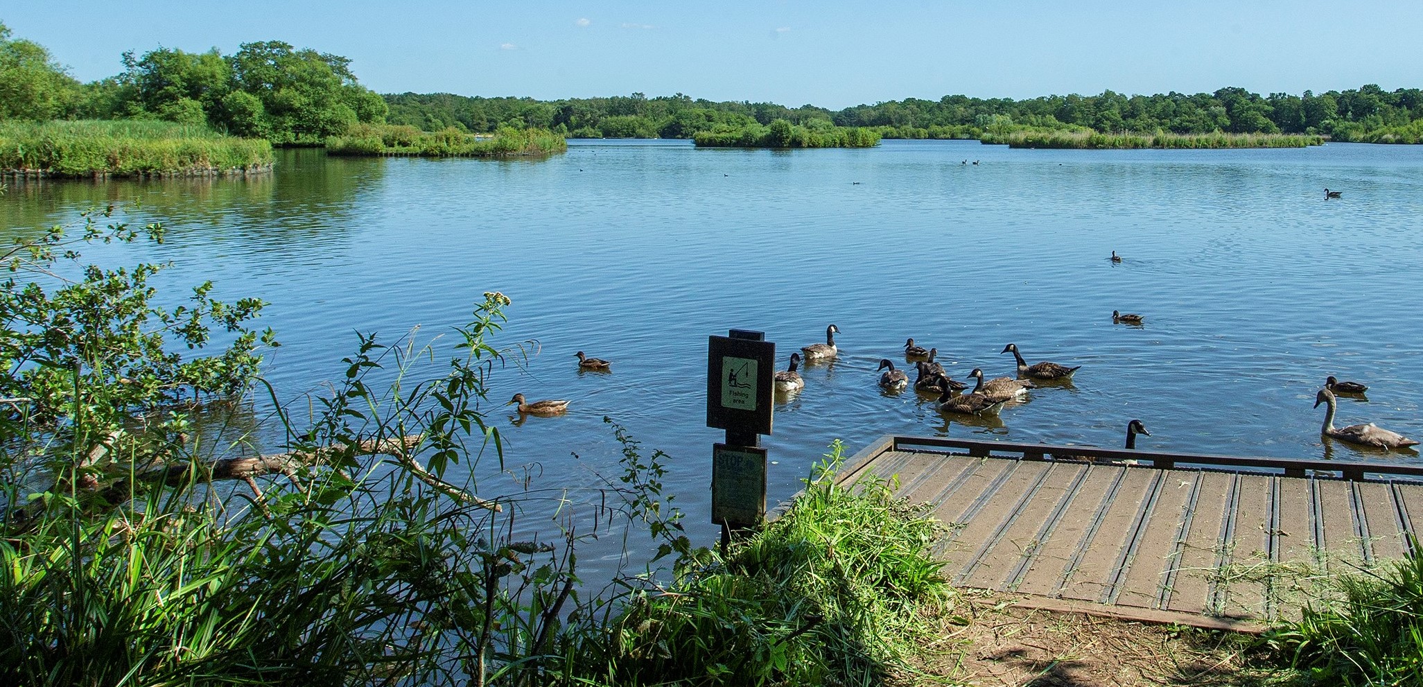 A view of Fleet Pond with ducks in foreground