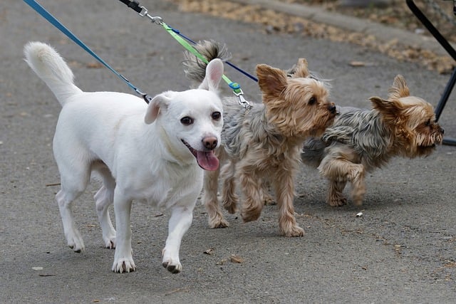 Three dogs being walked on leads