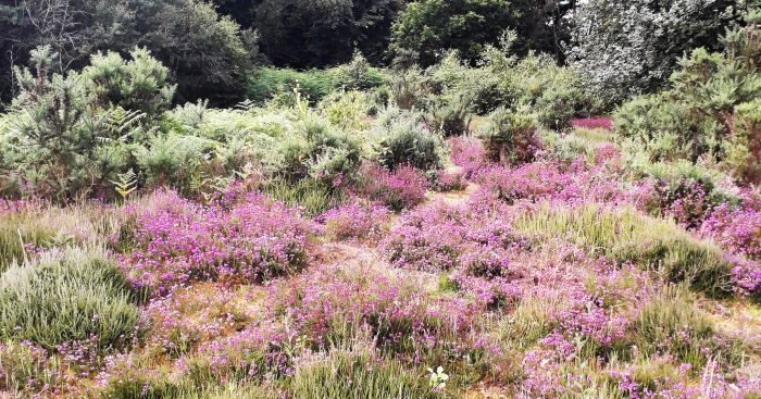 Purple heather, bushes and trees at Hazeley Heath