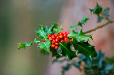 Holly with red berries