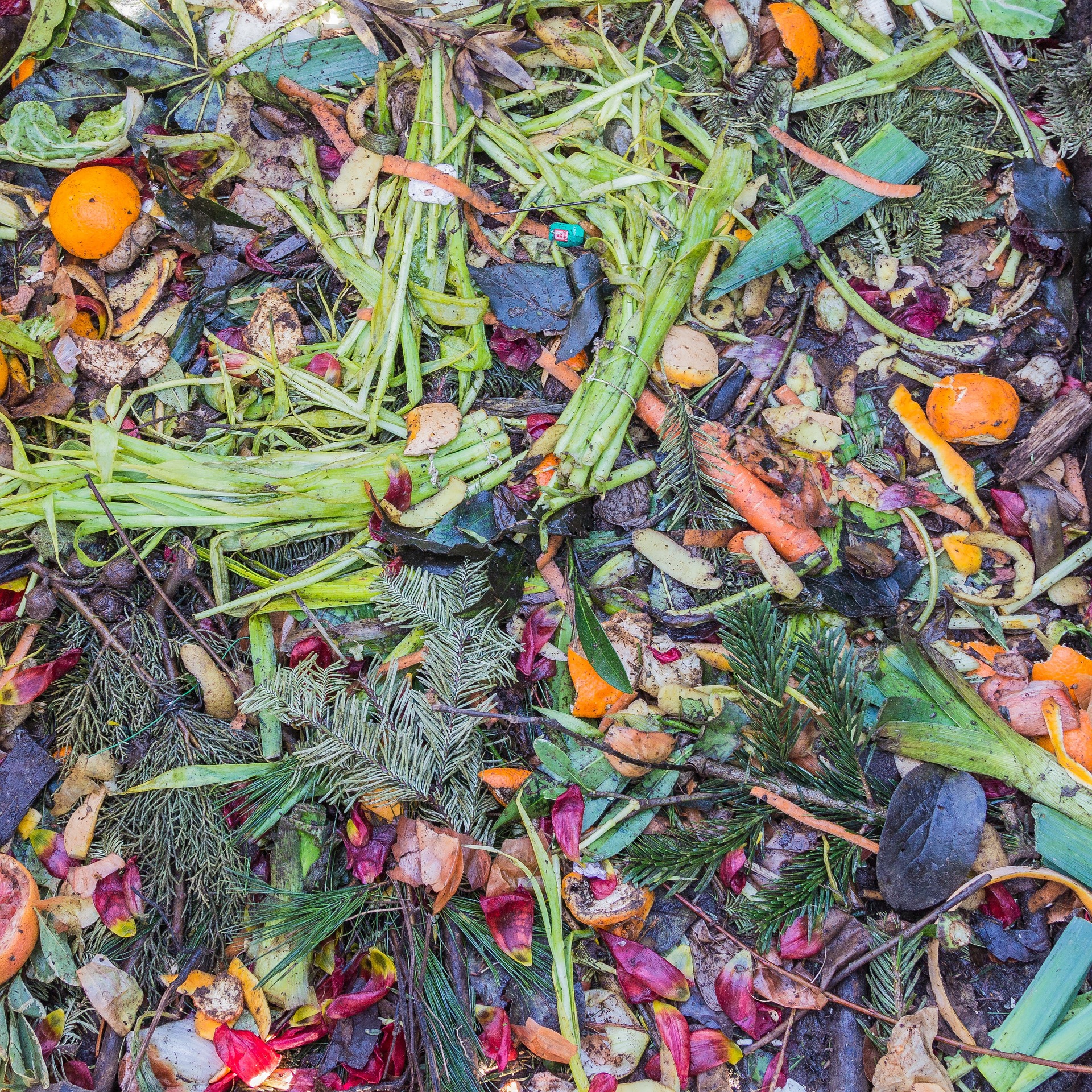 Vegetable waste on a compost heap