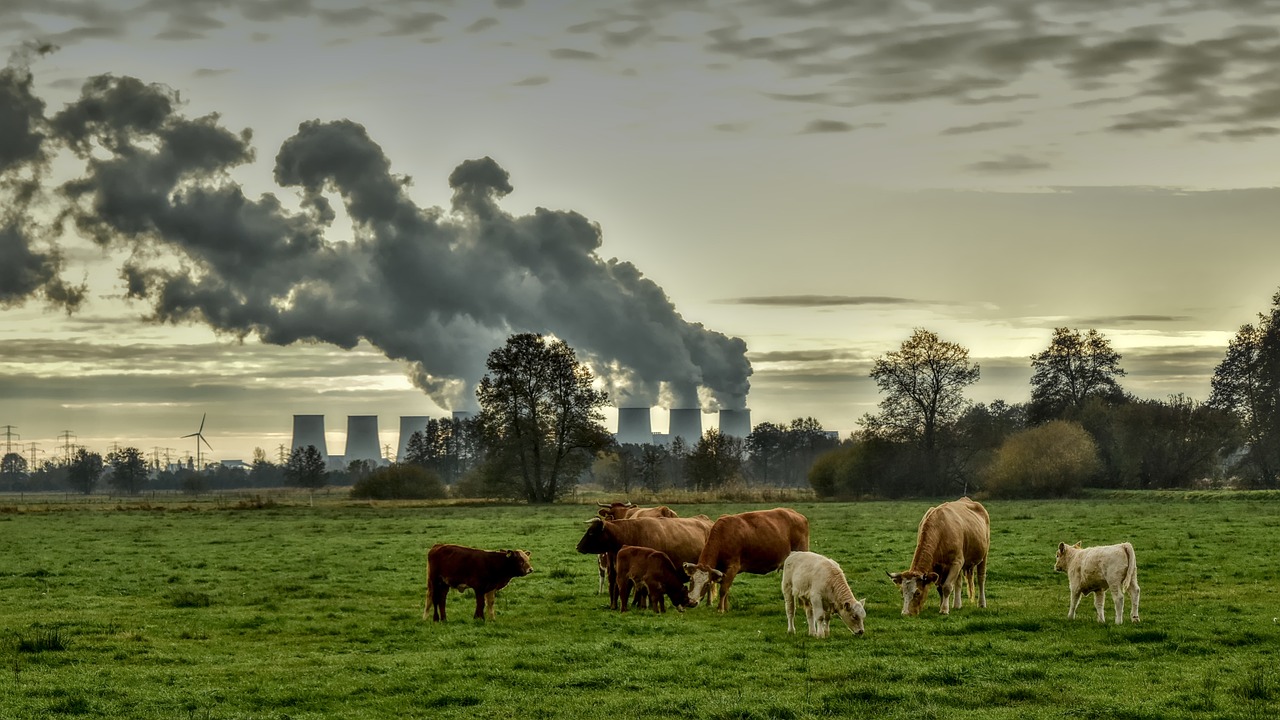 Cows in a field with a power station in the background releasing fumes in the atmosphere