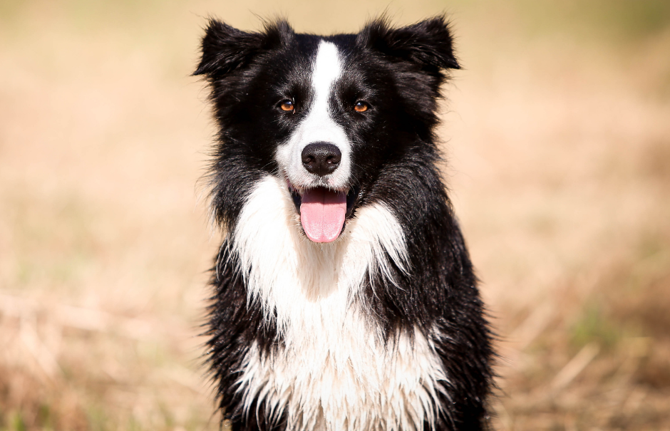 a black and white border collie looking into the camera 