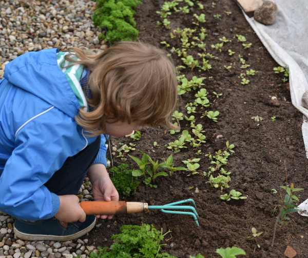 Small child uses a small rake on a flowerbed