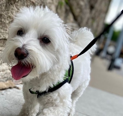 Small white dog on a lead looking into the camera