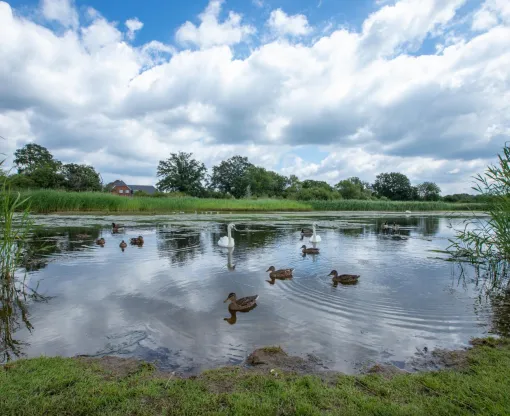 Duck swimming on a pond
