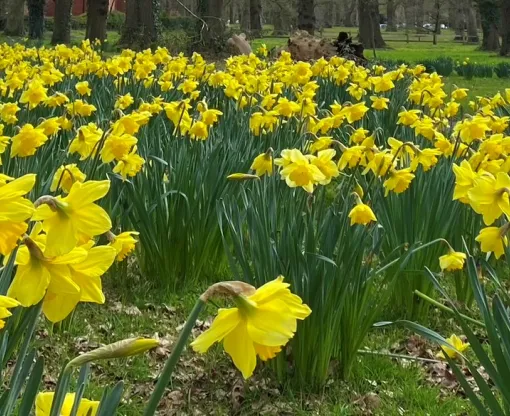 Daffodils in woodland setting