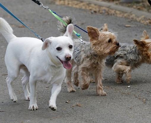 Three dogs being walked on leads