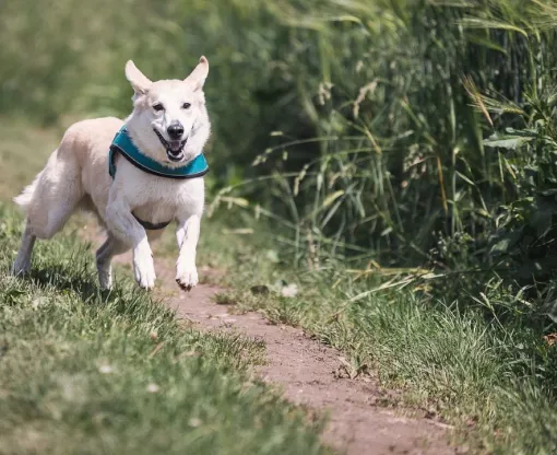White and brown dog running along a country path
