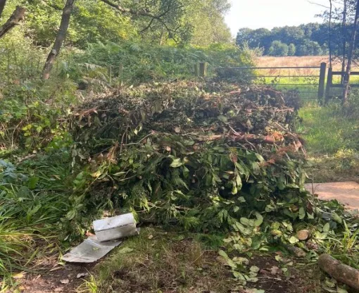 A large amount of tree branches and leaves on the side of a country lane
