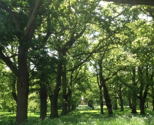 A view of trees and grass