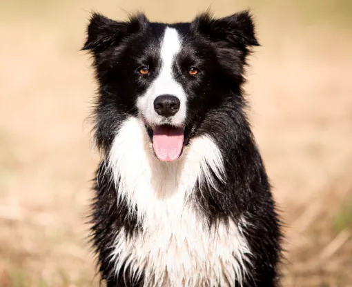 a black and white border collie looking into the camera 