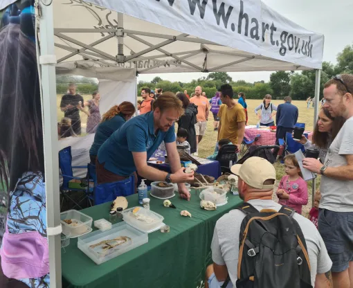 A Hart event showing the countryside ranger stall and the range of wildlife skulls and bones, as well as live examples of butterflies and moths.