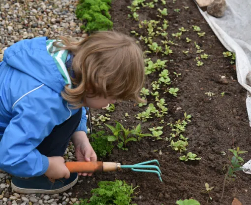 Small child uses a small rake on a flowerbed