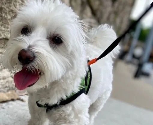 Small white dog on a lead looking into the camera