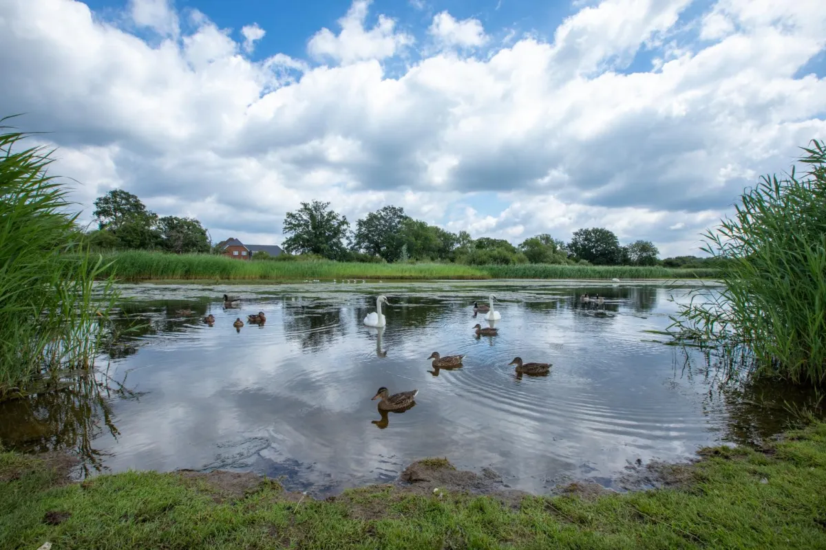 Duck swimming on a pond