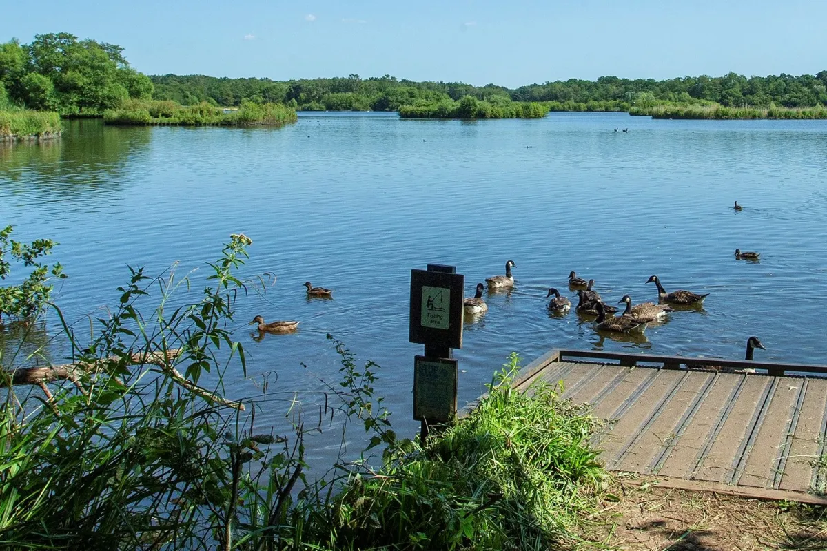 A view of Fleet Pond with ducks in foreground