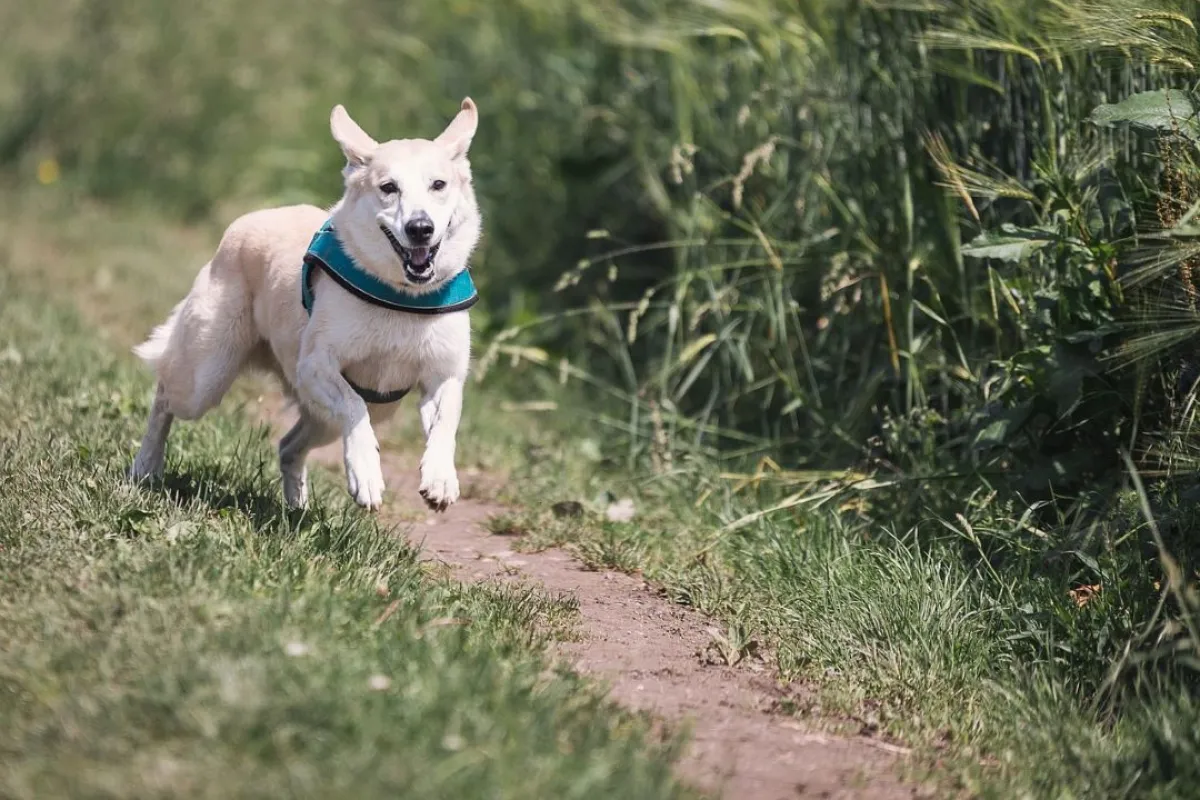 White and brown dog running along a country path