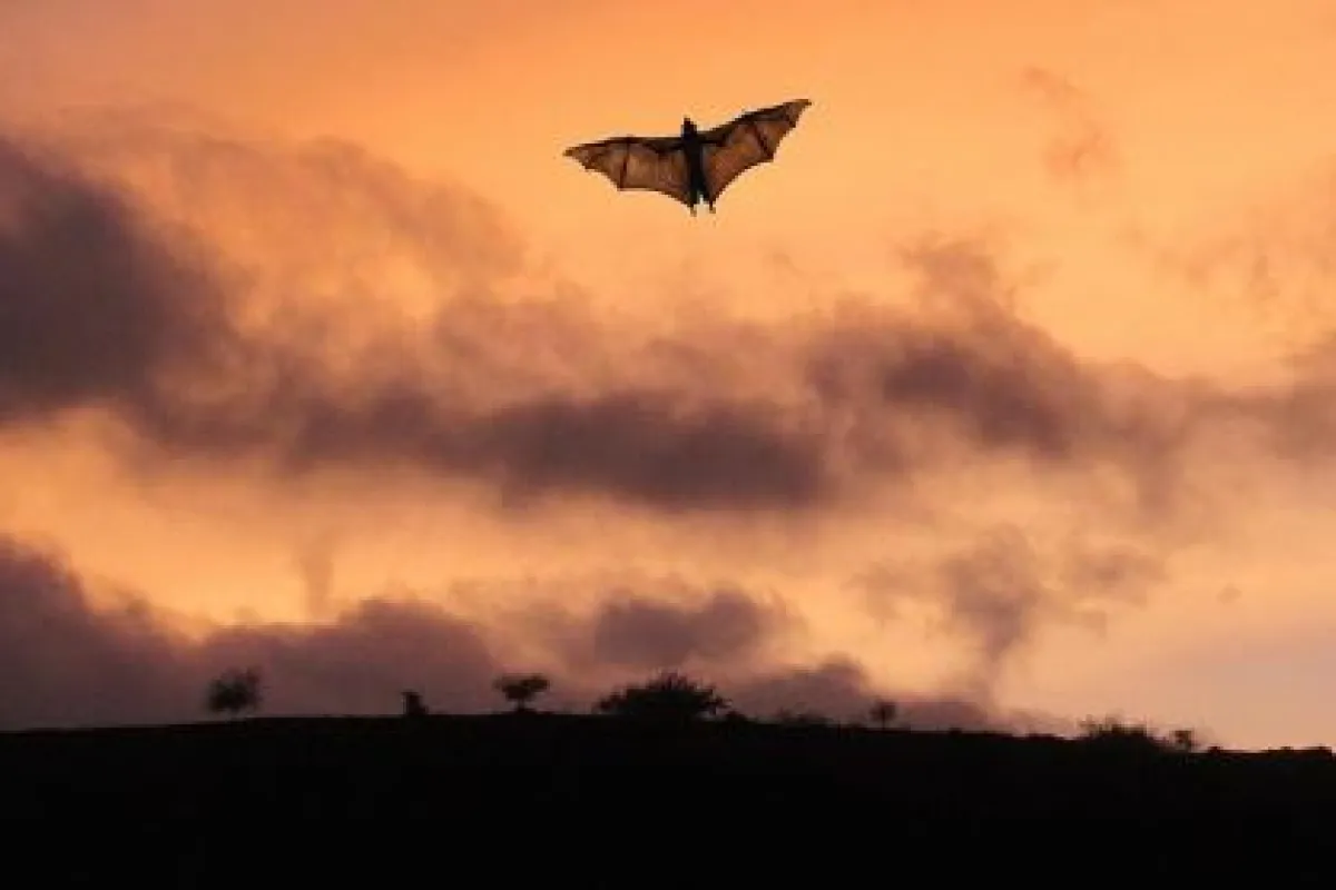 Bat flying across a darkening sky