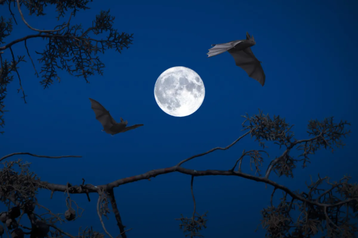 Bats flying past the moon