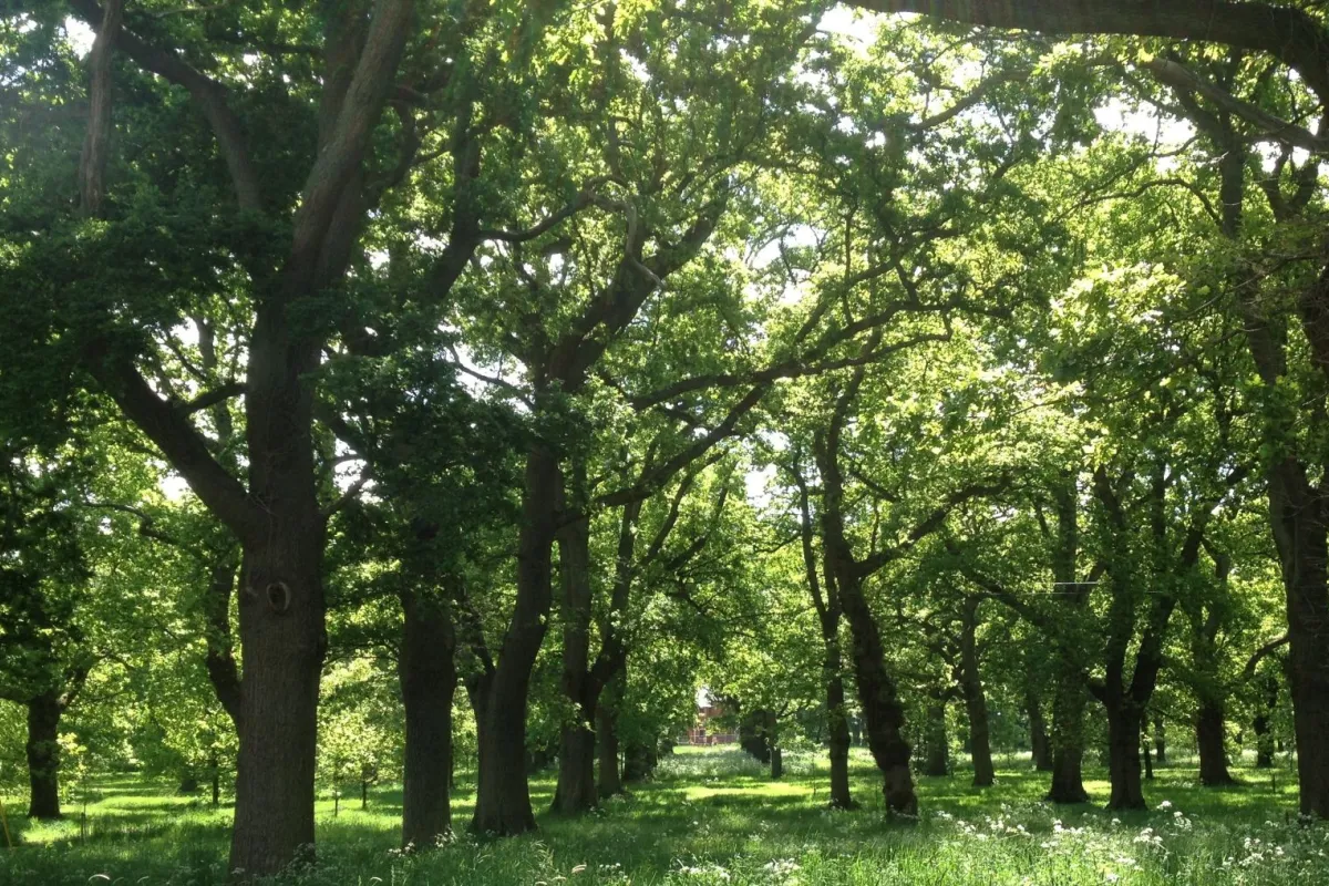A view of trees and grass