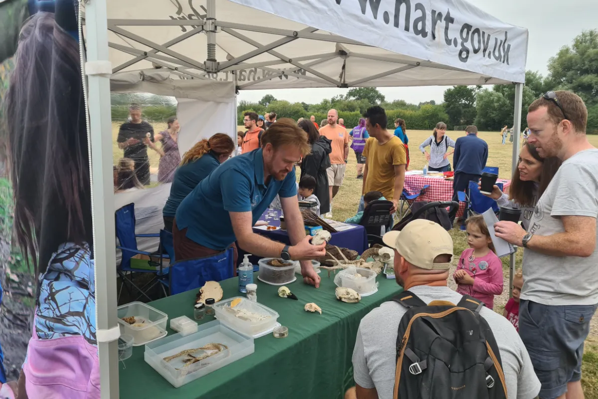 A Hart event showing the countryside ranger stall and the range of wildlife skulls and bones, as well as live examples of butterflies and moths.