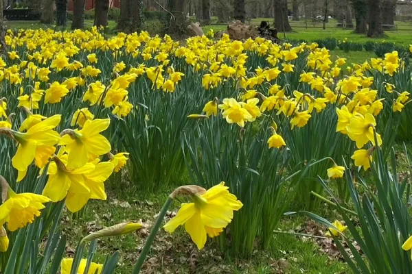 Daffodils in woodland setting