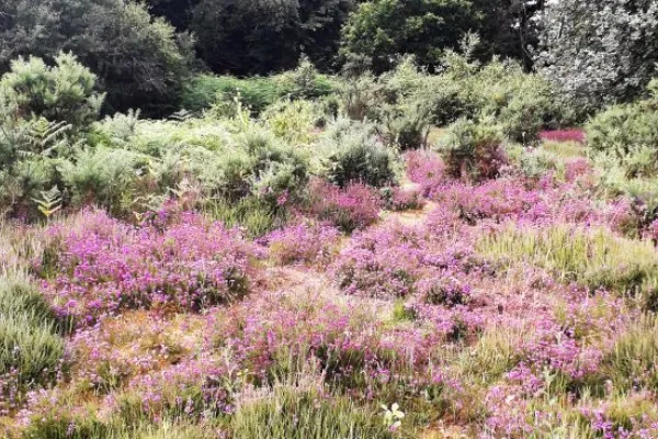 Purple heather, bushes and trees at Hazeley Heath