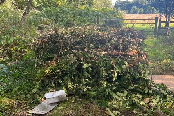 A large amount of tree branches and leaves on the side of a country lane