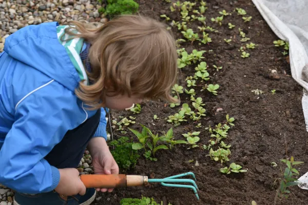 Small child uses a small rake on a flowerbed