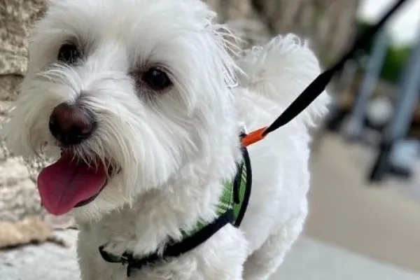 Small white dog on a lead looking into the camera