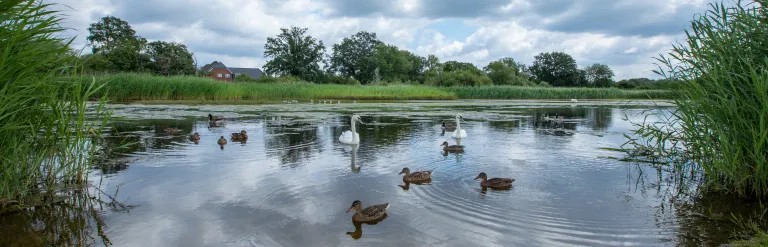 Ducks swimming on a large pond