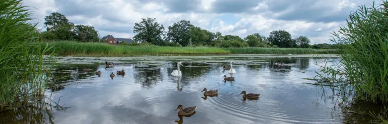 Duck swimming on a pond