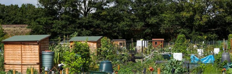 Allotments and trees
