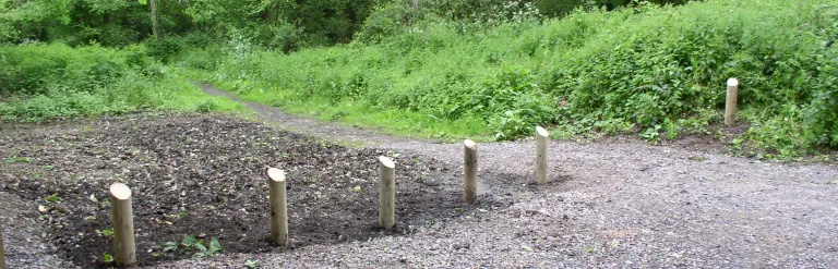 woodland path