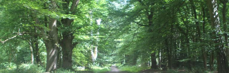 Pathway through woods