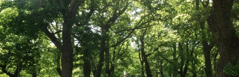 A view of trees and grass