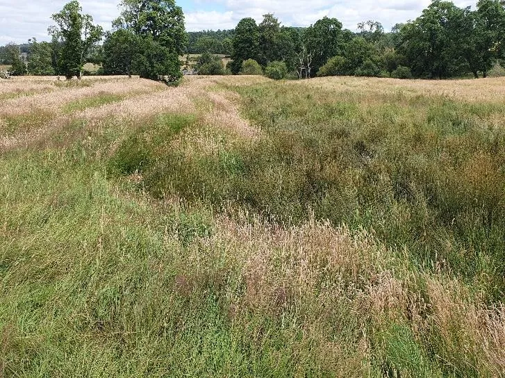 A large open field with tall, mixed grasses and wild vegetation, showing uneven terrain with dips and hollows. The central area appears darker and denser, suggesting a wetter patch or marginal wetland. In the background, mature leafy trees line the horizon under a partly cloudy sky.