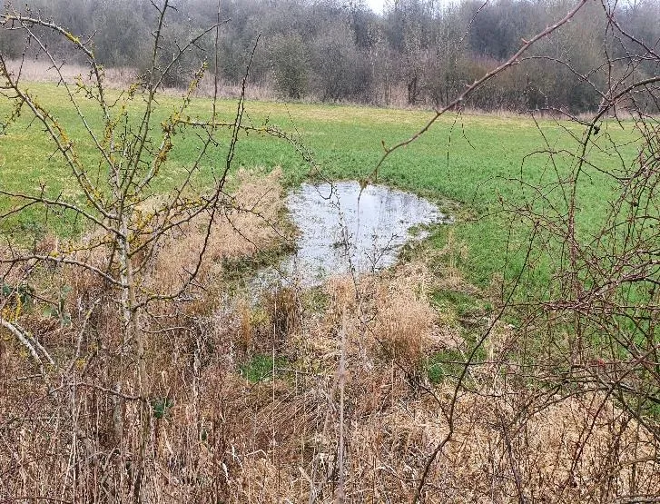 A small scrape or shallow pond in the middle of a grassy field, surrounded by patches of green vegetation and dry, brown grasses. The water surface is still and reflective, indicating a seasonal wetland area. In the foreground, thorny branches and twigs frame the view, while the background shows a line of leafless trees under an overcast sky