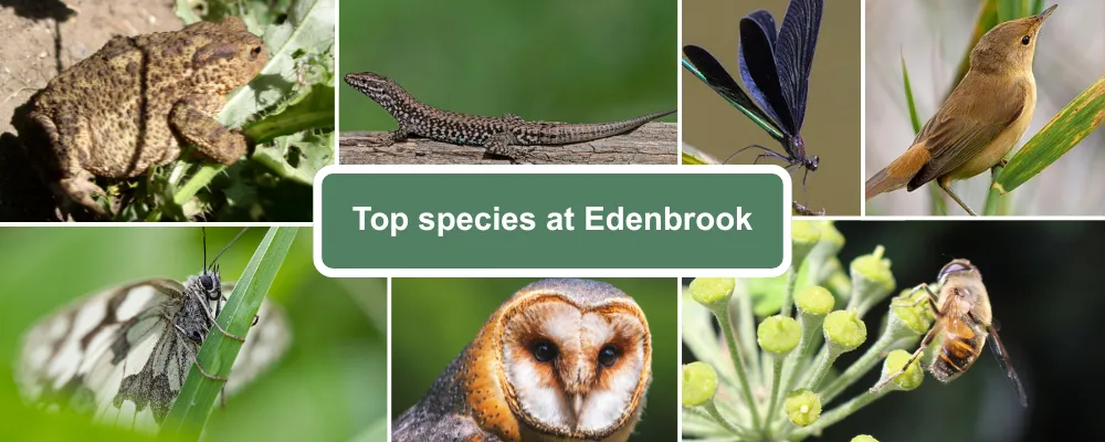 A species guide for Edenbrook Country Park, including images of toads, common lizard, dragonfly, swallow, marbled white butterfly, barn owl and ivy mining bees.
