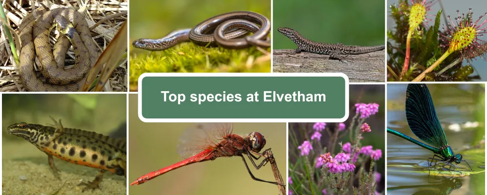 A species guide for Elvetham Heath, including Grass Snake, Slow Worm, Common Lizard, Round Leaved Sundew, Smooth Newt, Ruddy Darter Dragonfly, Cross Leaved Heath and Beautiful Demoiselle Dragonfly