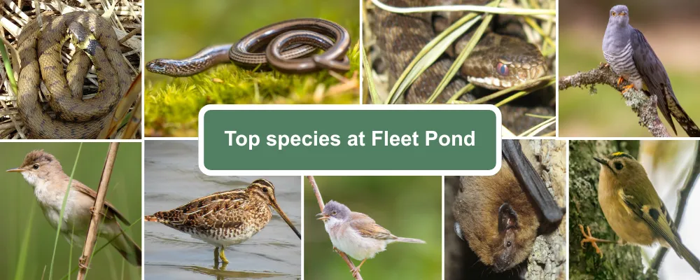 A species guide for Elvetham Heath, including Grass Snake, Slow Worm, Adder, Reed Warbler, Snipe, Common Whitethroat, Noctule Bat and Goldcrest