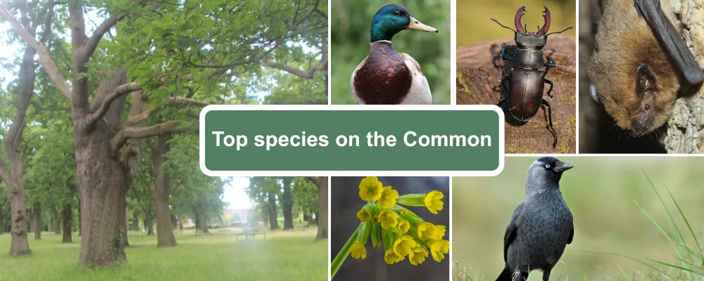 a species guide for Hartley Wintney Common showing veteran oak trees, mallard ducks, stag beetles, noctule bats, cowslip and jackdaw bird