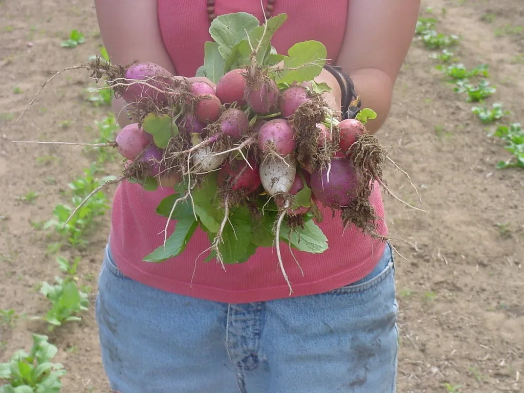 someone holding a bunch of locally grown radishes