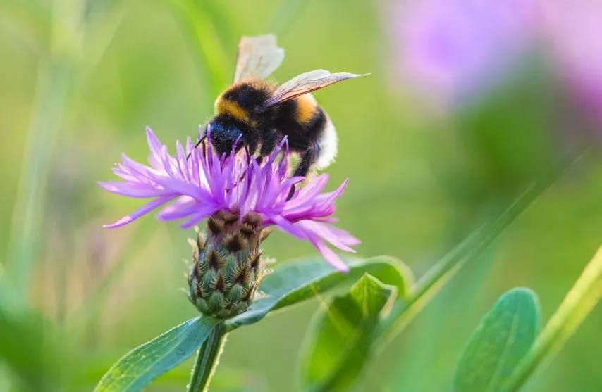 Bumblebee on flower